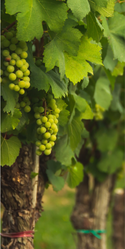 A cluster of ripe grapes hanging from a vine, ready to be harvested.